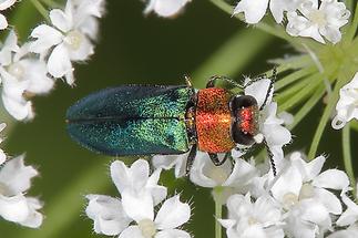 Anthaxia nitidula - Glänzender Blütenprachtkäfer