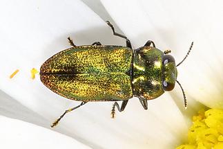 Anthaxia nitidula - Glänzender Blütenprachtkäfer, Käfer Männchen auf Blütenblättern