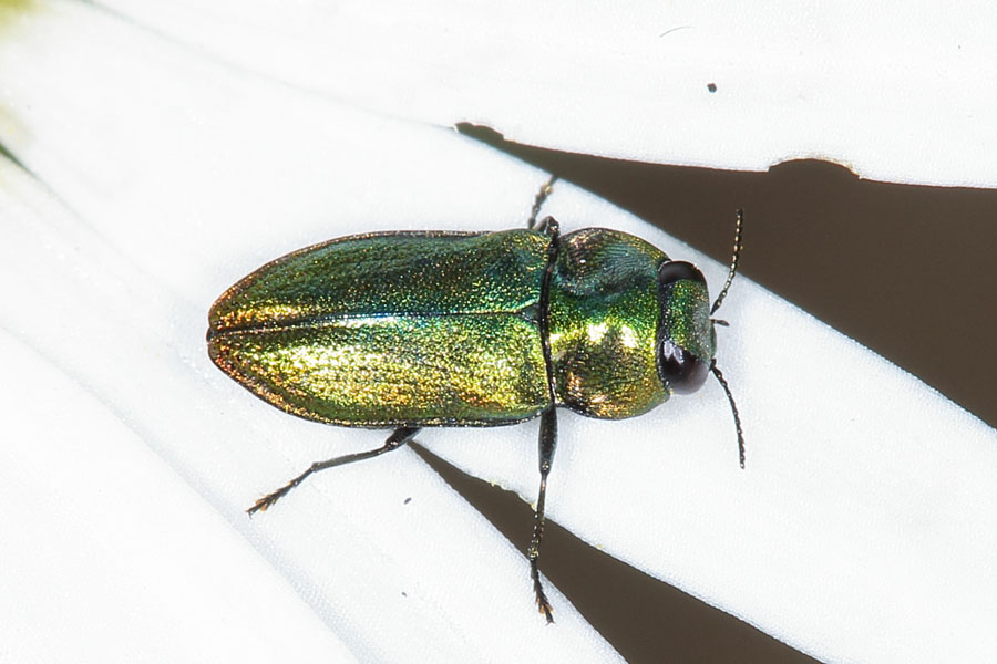 Anthaxia nitidula - Glänzender Blütenprachtkäfer, Käfer Weibchen auf Blütenblättern