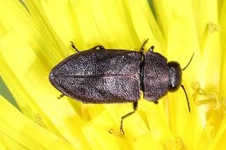 Anthaxia sp. - kein dt. Name bekannt, Käfer Weibchen auf gelber Blüte