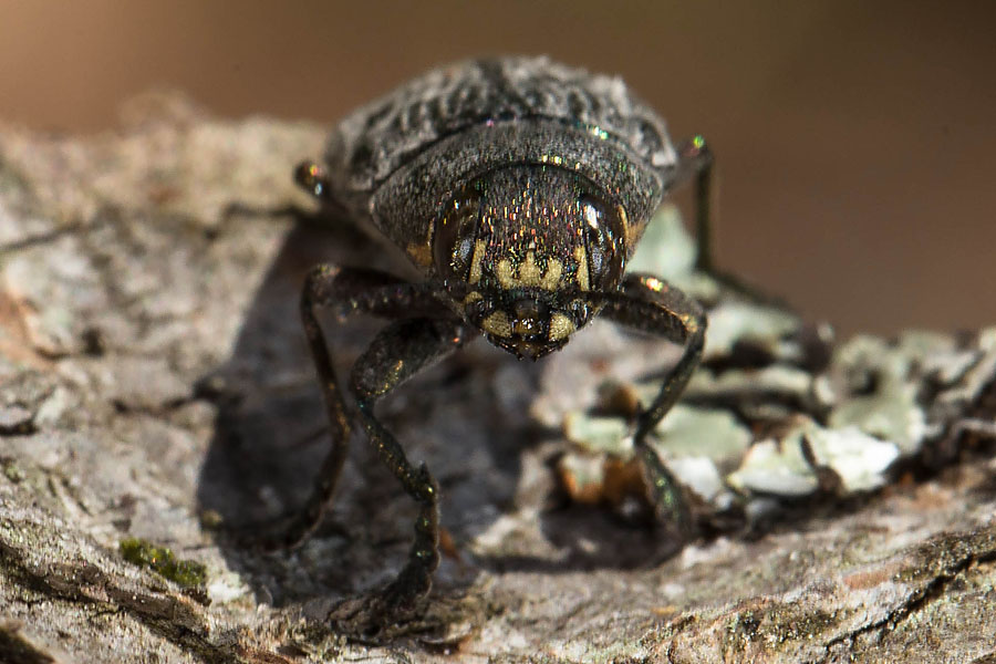 Buprestis haemorrhoidalis - Erzfarbener Nadelholz-Prachtkäfer, Käferportrait auf Baumrinde