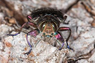 Chrysobothris cf. igniventris - kein dt. Name bekannt, Käfer Portrait
