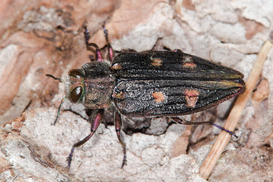 Chrysobothris cf. igniventris - kein dt. Name bekannt, Käfer auf Baumrinde