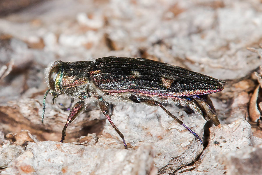 Chrysobothris cf. igniventris - kein dt. Name bekannt, Käfer auf Baumrinde