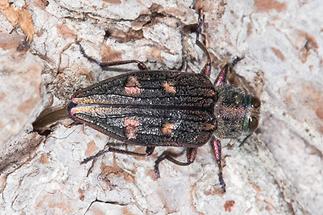 Chrysobothris cf. igniventris - kein dt. Name bekannt, Käfer bei Eiablage