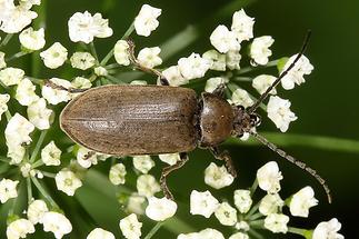 Dascillus cervinus - Behaarter Moorweichkäfer