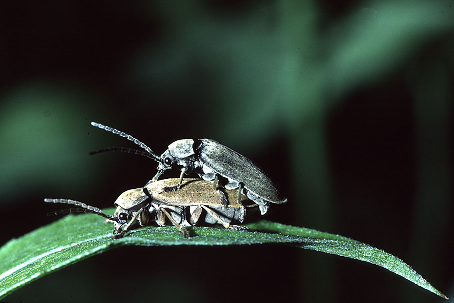 Dascillus cervinus - Behaarter Moorweichkäfer, Käfer Paar