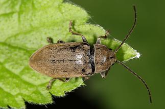 Dascillus cervinus - Behaarter Moorweichkäfer, Käfer auf Blatt (1)