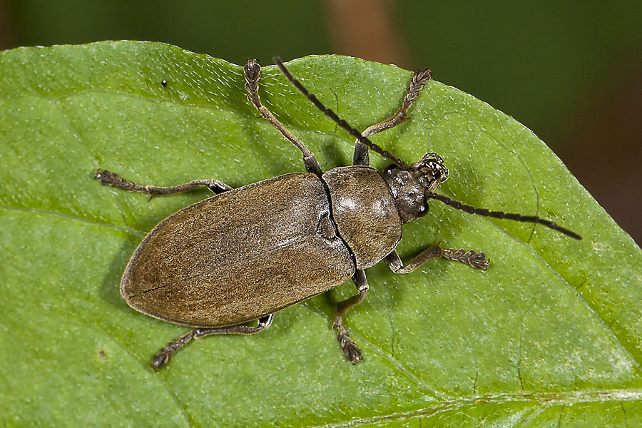 Dascillus cervinus - Behaarter Moorweichkäfer, Käfer auf Blatt