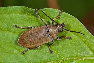 Dascillus cervinus - Behaarter Moorweichkäfer, Käfer auf Blatt (2)