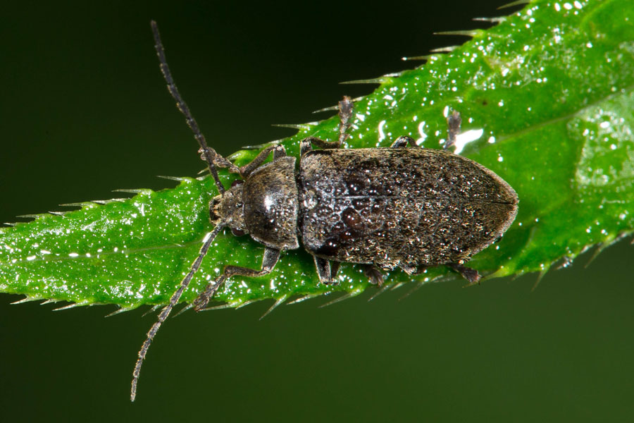 Dascillus cervinus - Behaarter Moorweichkäfer, Käfer naß auf Blatt