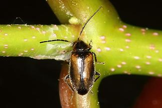 Elodes marginata - kein dt. Name bekannt, Käfer auf Ästchen