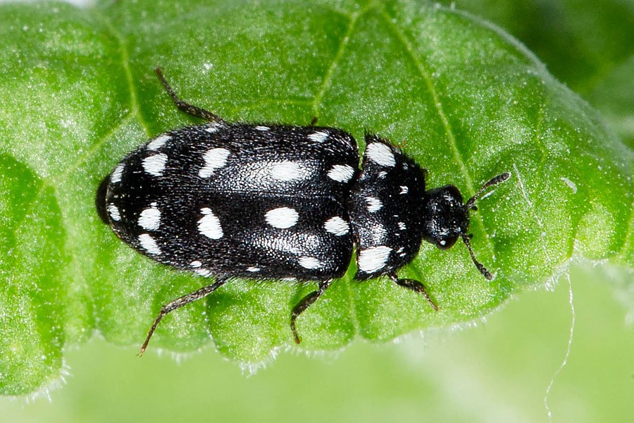 Attagenus punctatus - Gepunkteter Pelzkäfer, Käfer Weibchen | Attagenus ...