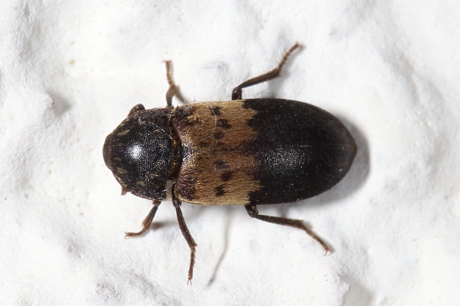 Dermestes lardarius - Gemeiner Speckkäfer, Käfer auf weißer Mauer