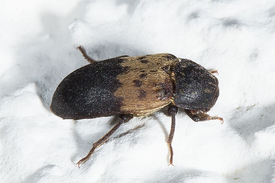 Dermestes lardarius - Gemeiner Speckkäfer, Käfer auf weißer Mauer