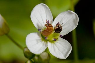 Byturus tomentosus - kein dt. Name bekannt, Käfer auf Blüte