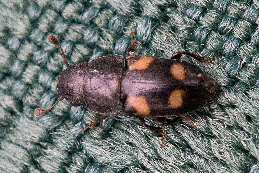 Glischrochilus quadrisignatus - Picknickkäfer, Käfer auf Tischset