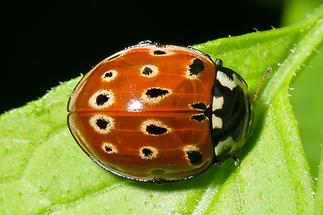 Anatis ocellata - Augenmarienkäfer, Käfer auf Blatt
