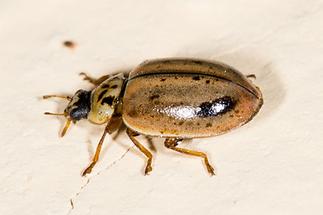 Aphidecta obliterata - Gelbbrauner Marienkäfer, Nadelbaum-Marienkäfer, Käfer auf Mauer (2)