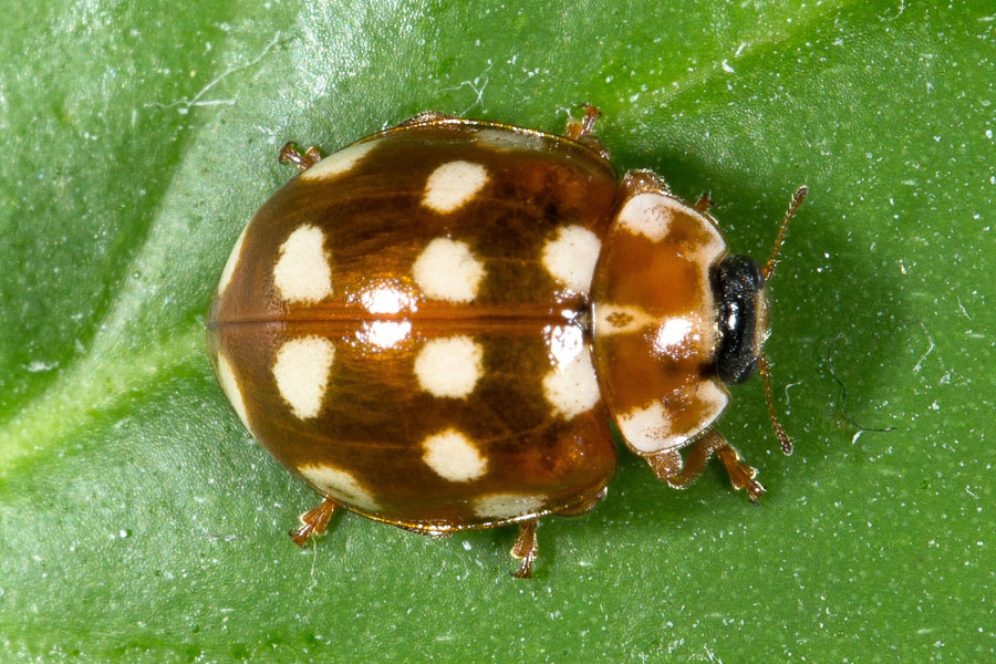 Calvia quatuordecimguttata - Vierzehntropfiger Marienkäfer, Käfer auf Blatt