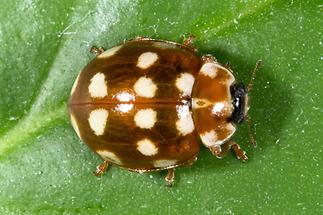 Calvia quatuordecimguttata - Vierzehntropfiger Marienkäfer, Käfer auf Blatt (1)