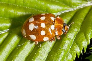 Calvia quatuordecimguttata - Vierzehntropfiger Marienkäfer, Käfer auf Blatt (2)