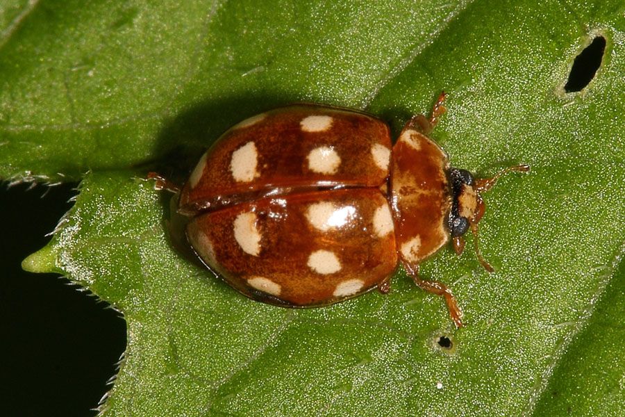 Calvia quatuordecimguttata - Vierzehntropfiger Marienkäfer, Käfer auf Blatt