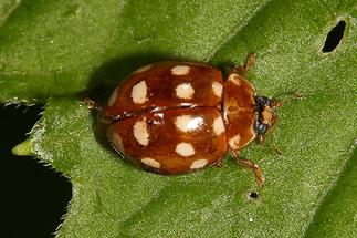 Calvia quatuordecimguttata - Vierzehntropfiger Marienkäfer, Käfer auf Blatt (3)