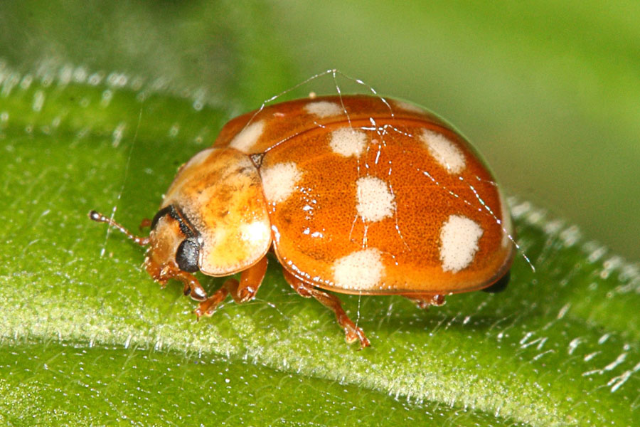 Calvia quatuordecimguttata - Vierzehntropfiger Marienkäfer, Käfer auf Blatt