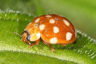 Calvia quatuordecimguttata - Vierzehntropfiger Marienkäfer, Käfer auf Blatt (4)