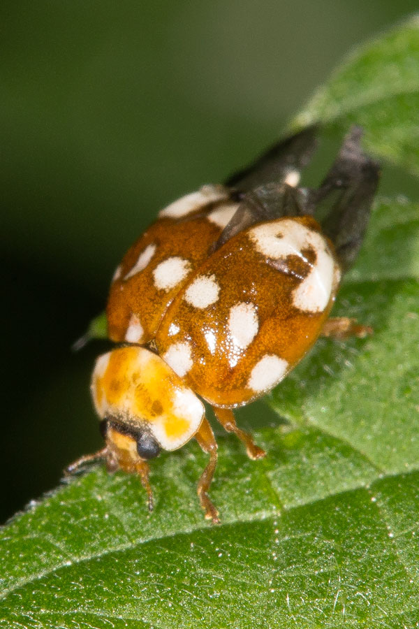 Calvia quatuordecimguttata - Vierzehntropfiger Marienkäfer, Käfer auf Blatt