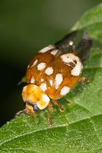 Calvia quatuordecimguttata - Vierzehntropfiger Marienkäfer, Käfer auf Blatt (5)