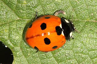 Coccinella septempunctata - Siebenpunkt, Käfer auf Blatt (1)