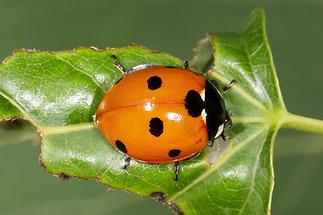 Coccinella septempunvtata - Siebenpunkt, Käfer auf Blatt (2)