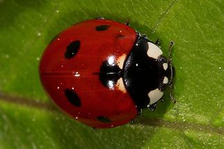 Cocconella - septempunctata, Käfer auf Blatt (3)