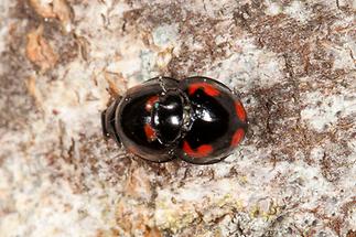 Exochomus quadripustulatus - Vierfleckiger Kugelmarienkäfer, Käfer Paar auf Rinde