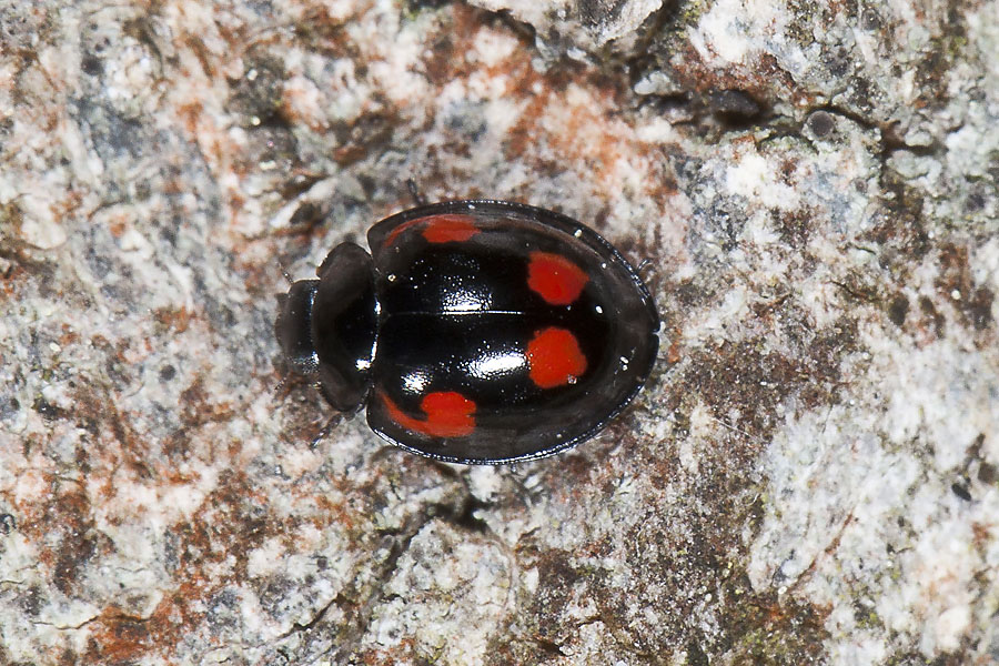 Exochomus quadripustulatus - Vierfleckiger Kugelmarienkäfer, Käfer auf Rinde