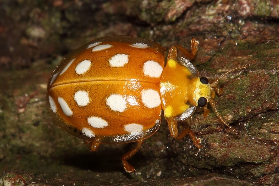 Halyzia sedecimguttata - Sechzehnfleckiger Marienkäfer, Käfer an Baum