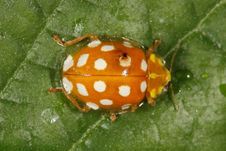 Halyzia sedecimguttata - Sechzehnfleckiger Mariemkäfer, Käfer auf Blatt