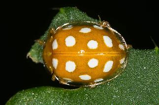 Halyzia sedecimguttata - Sechzehnfleckiger Marienkäfer, Käfer auf Blatt (2)