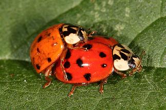 Harmonia axyridis - Asiatischer Marienkäfer, Käfer Paar (1)