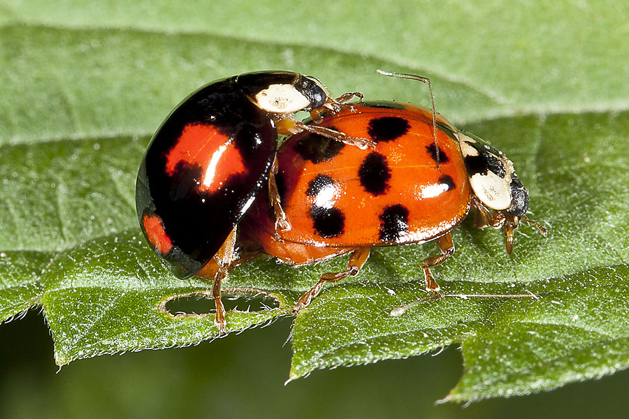Harmonia axyridis - Asiatischer Marienkäfer, Käfer Paar
