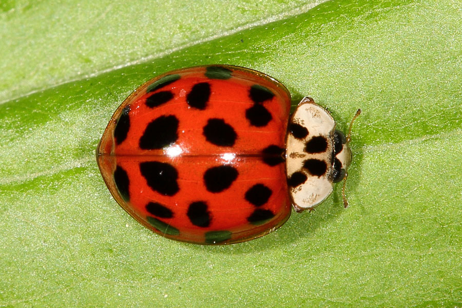 Harmonia axyridis - Asiatischer Marienkäfer, Käfer auf Blatt