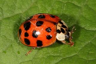 Harmonia axyridis - Asiatischer Marienkäfer, Käfer auf Blatt (2)