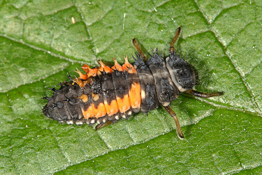 Harmonia axyridis - Asiatischer Marienkäfer, Larve