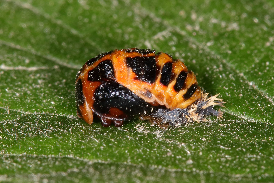 Harmonia axyridis - Asiatischer Marienkäfer, Puppe