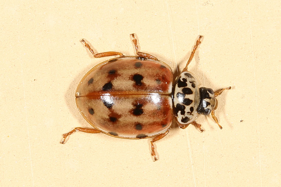 Harmonia quadripunctata - Kopf-Vierpunkt-Marienkäfer, Käfer auf Klostermauer