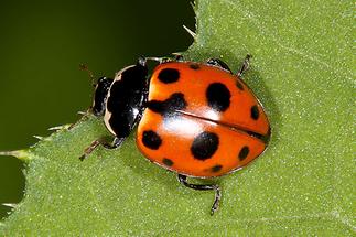 Hippodamia notata - Berg-Marienkäfer, Käfer auf Blatt