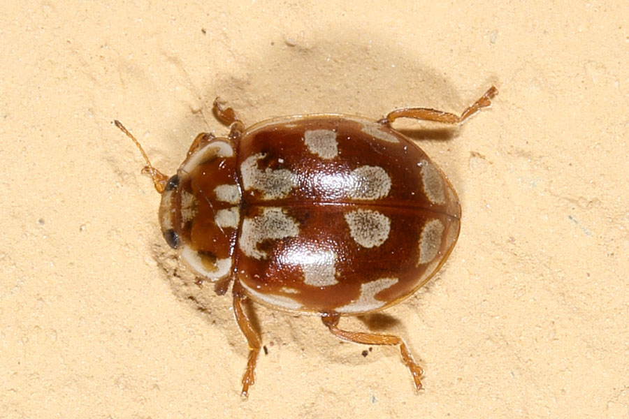 Myrrha octodecimguttata - Achtzehnfleckiger Marienkäfer, Käfer auf Klostermauer