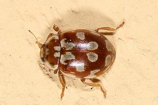 Myrrha octodecimguttata - Achtzehnfleckiger Marienkäfer, Käfer auf Klostermauer